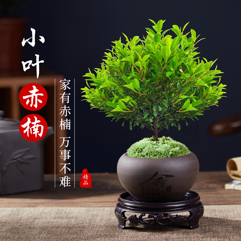 小叶赤楠盆景老桩植物办公室内绿植盆栽阳台好养紫檀桌面金丝楠木