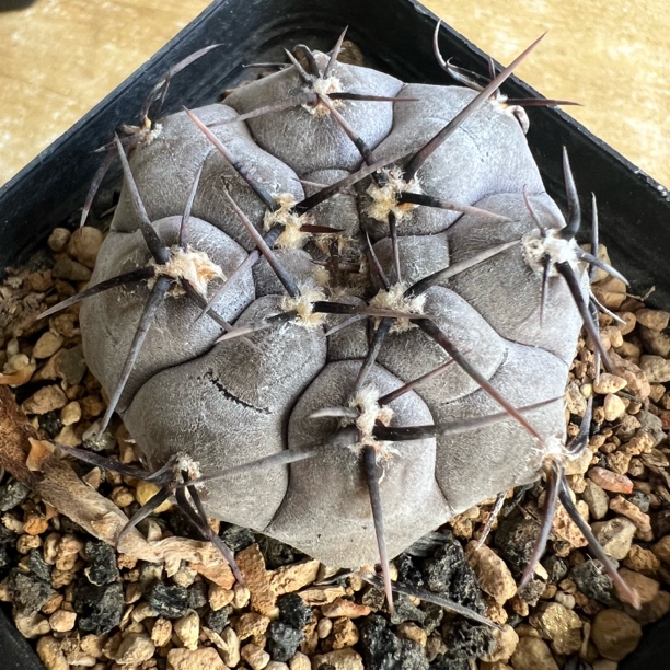 黑强刺铅皮仙人球多肉植物防辐射四季好养适合阳台桌面