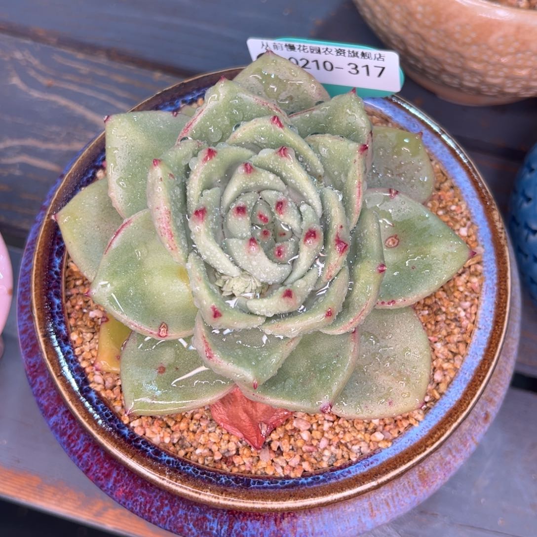 从前慢多肉精选编号0210.317