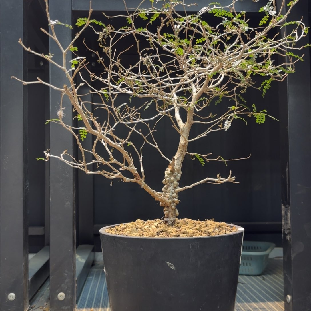 木 象足漆树带盆土