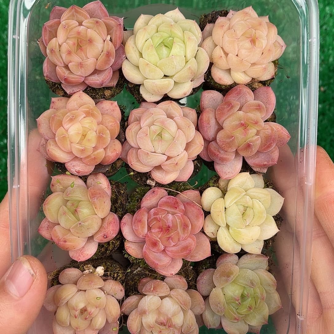 多肉一物一拍26-72