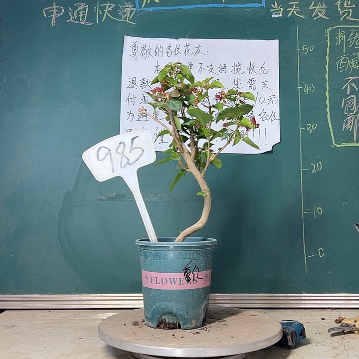 当前无花栽培后可以开花弯杆 重瓣红 985