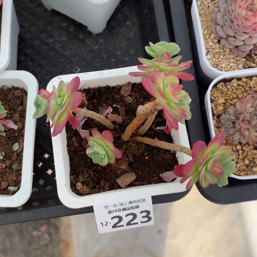 圆叶博华妆多肉多肉