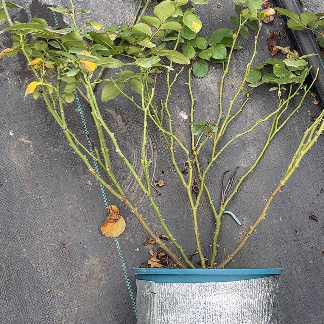 无花朵订婚，1.8加仑土球发货