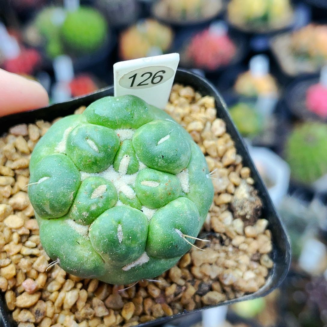 非偏远地区满25裸根发货仙人球