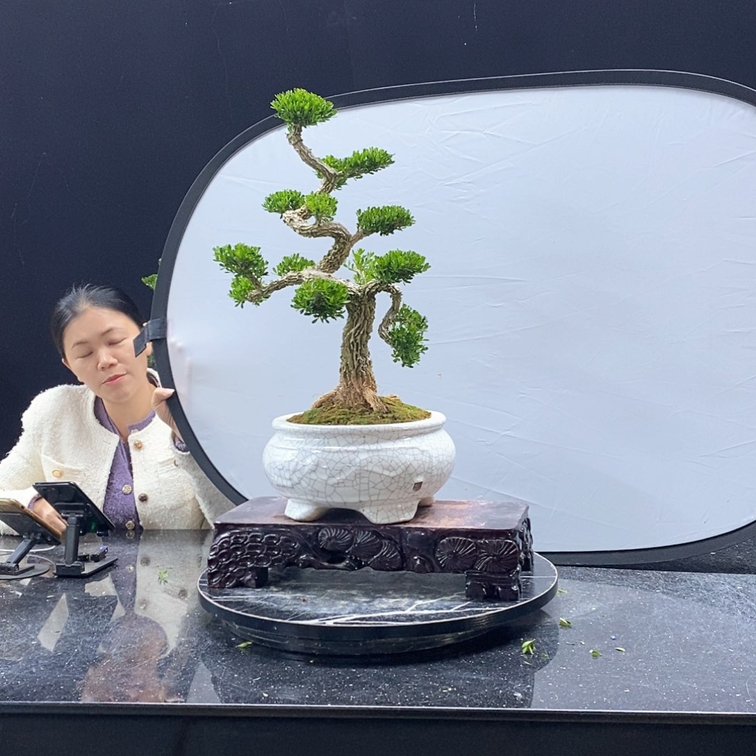 无花朵黄杨盆景艺术