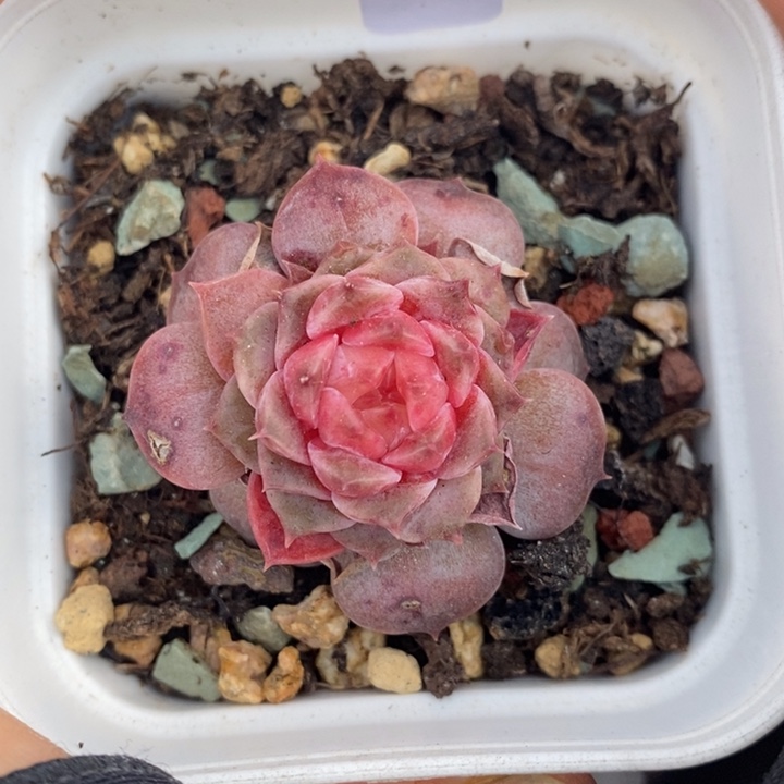 1208-515，糖心多肉