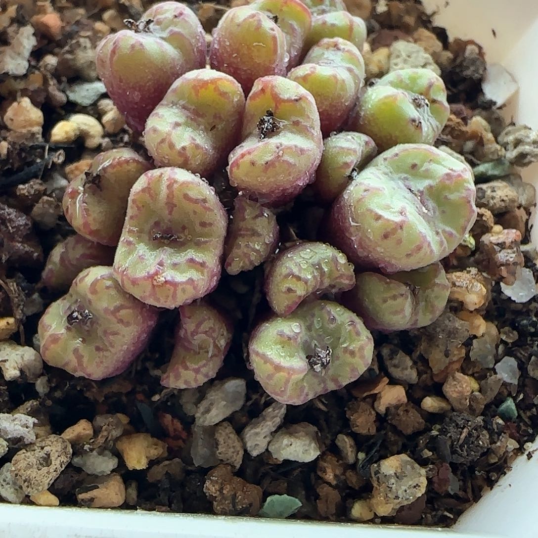 28包邮脱土发货27798