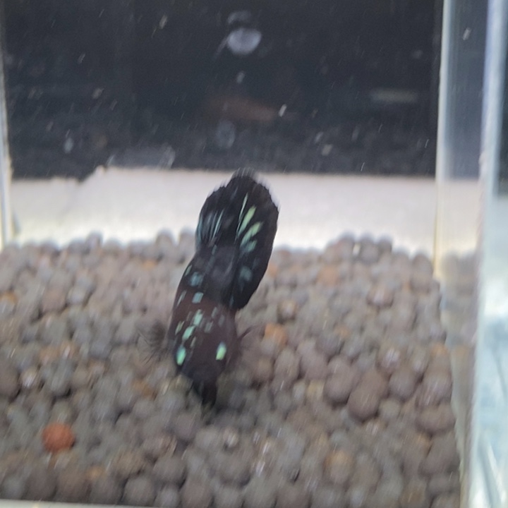 斗鱼泰国斗鱼447号