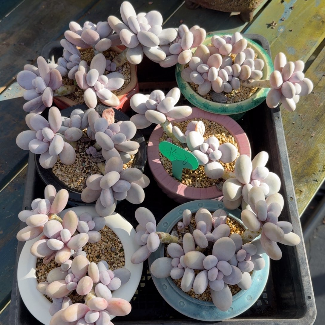 从前慢多肉精选编号1129.原始奶四头