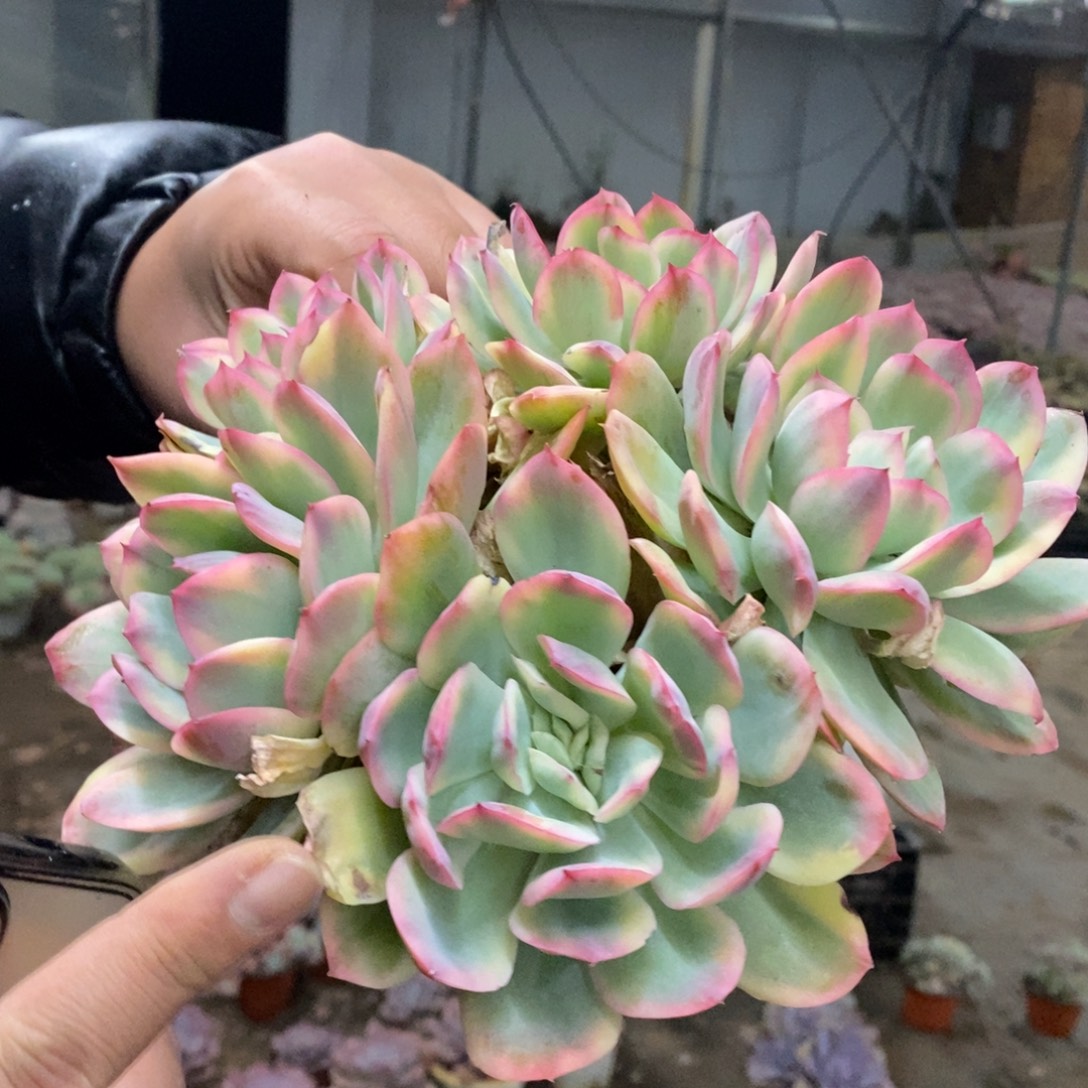 绮罗锦四大头起发