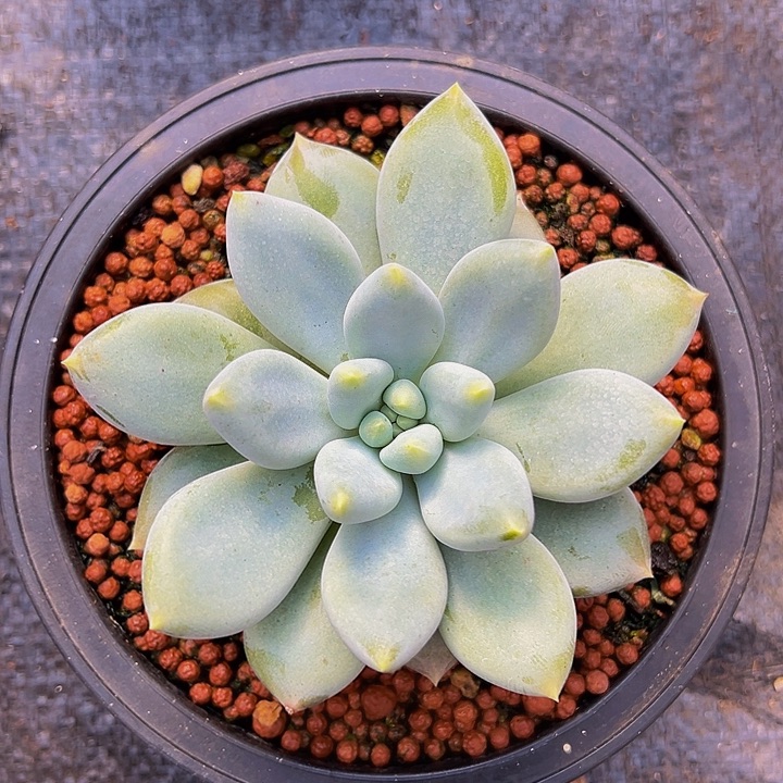 黄胖体哥特萝莉单头