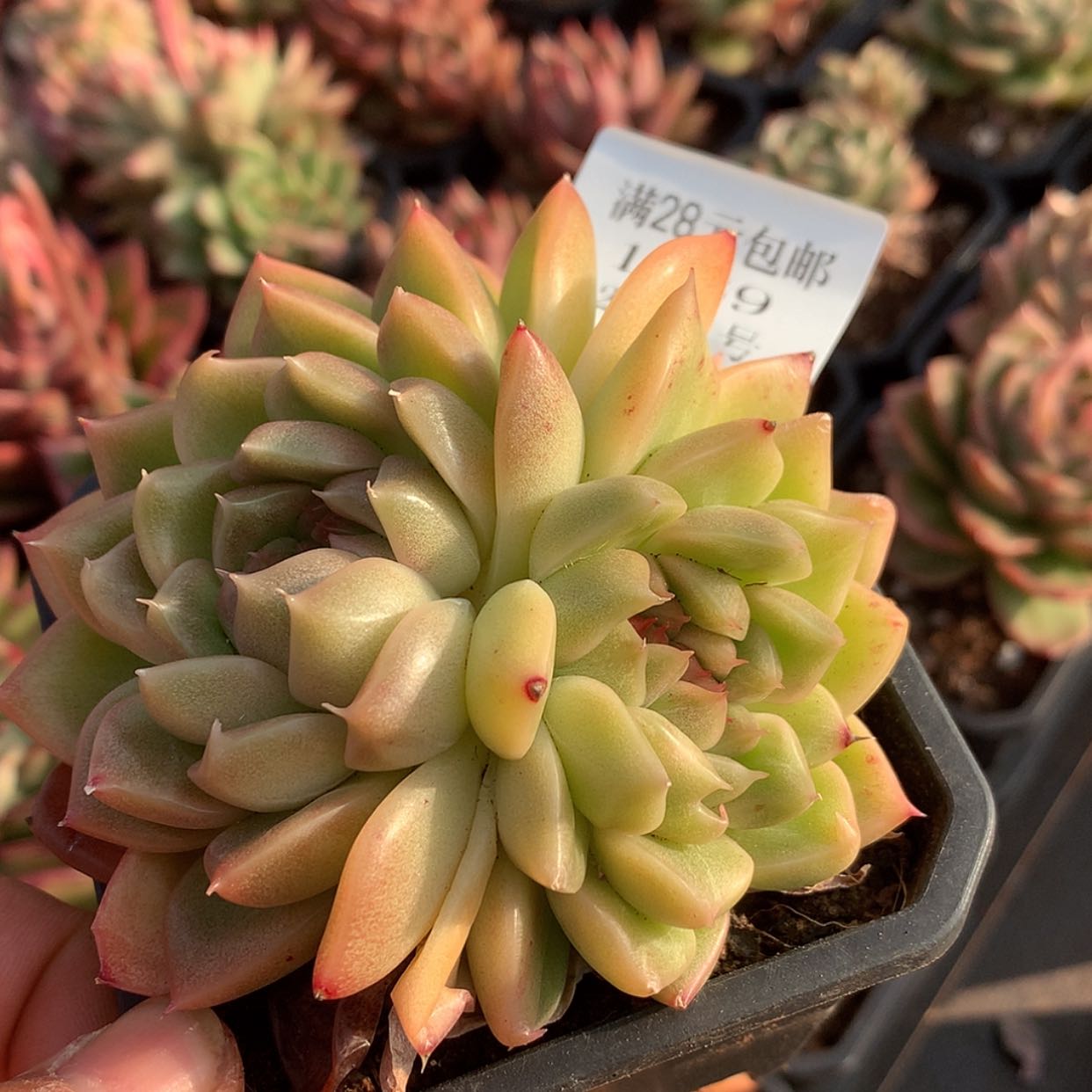 【闪购商品】云1069麦秆9厘米