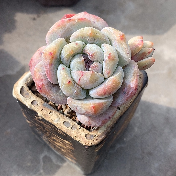 一物一拍，星影老庄石化