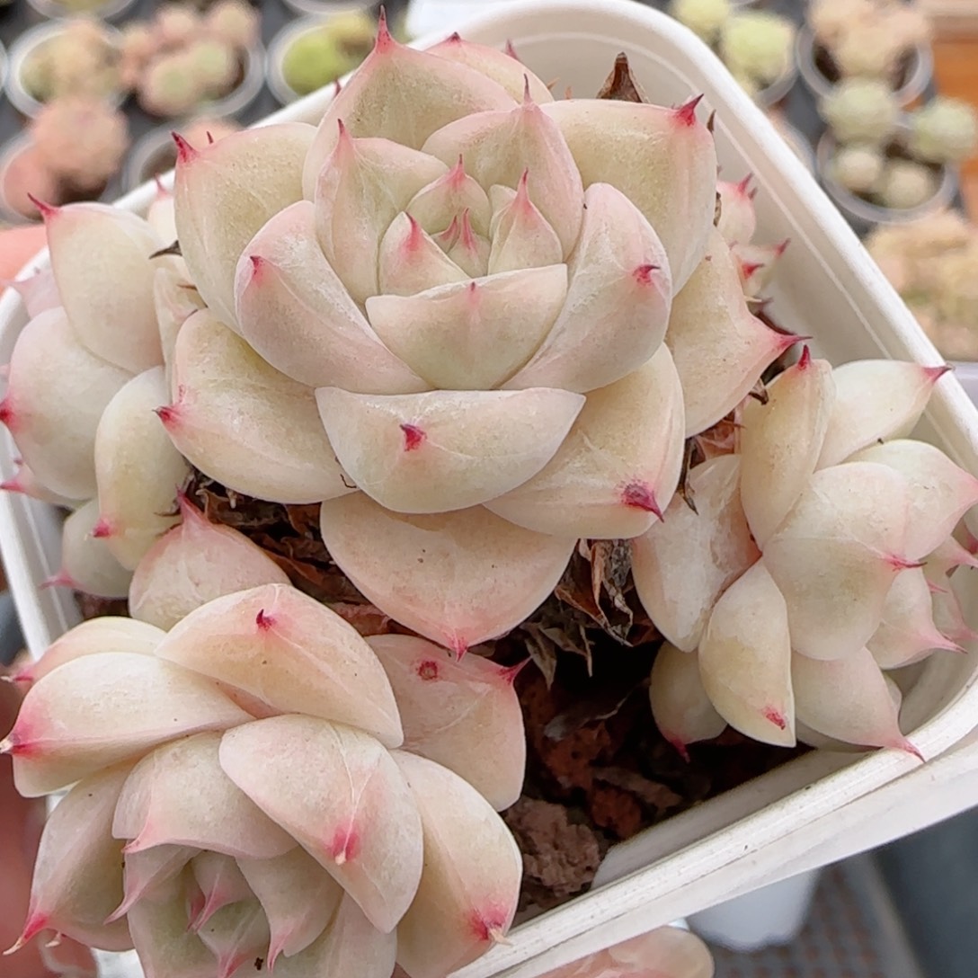 花语多肉1223-208散