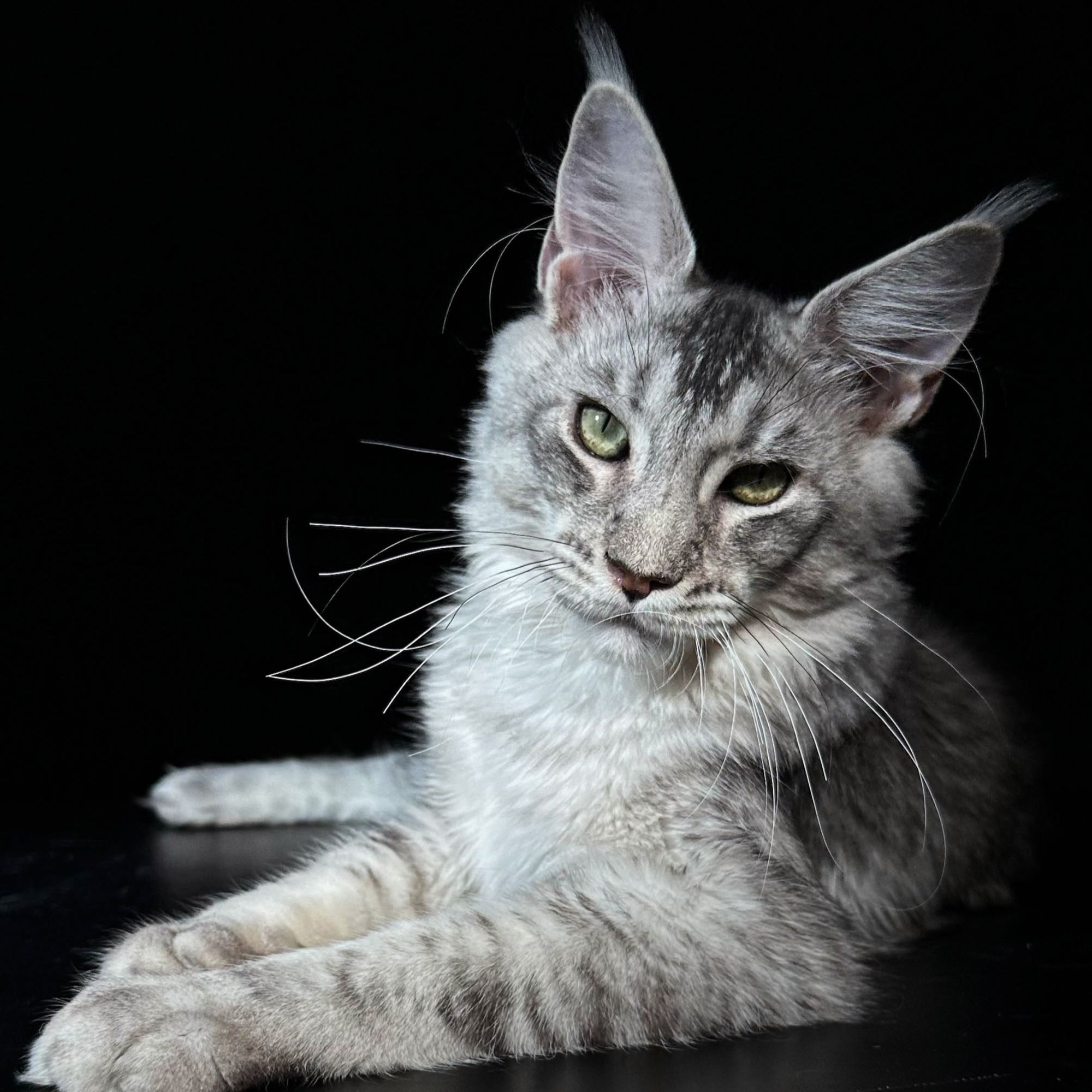 240号公浅银6+月龄缅因猫大嘴套爆毛博侍缅因烟灰色银虎可选