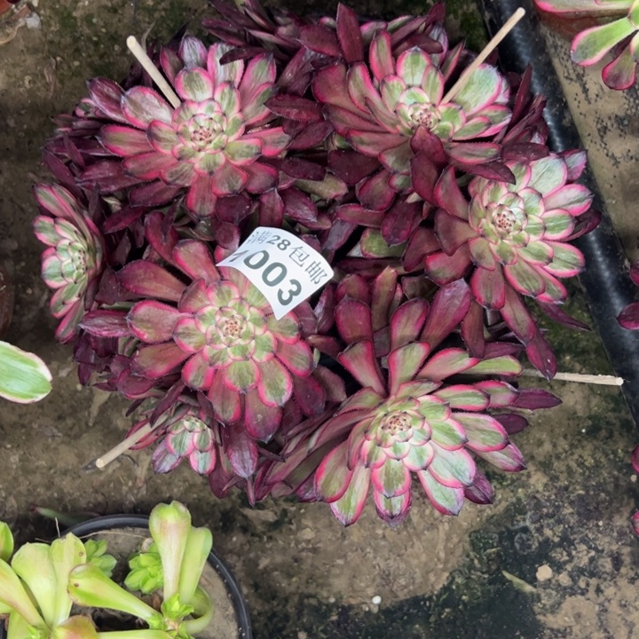 1003紫霞多肉植物