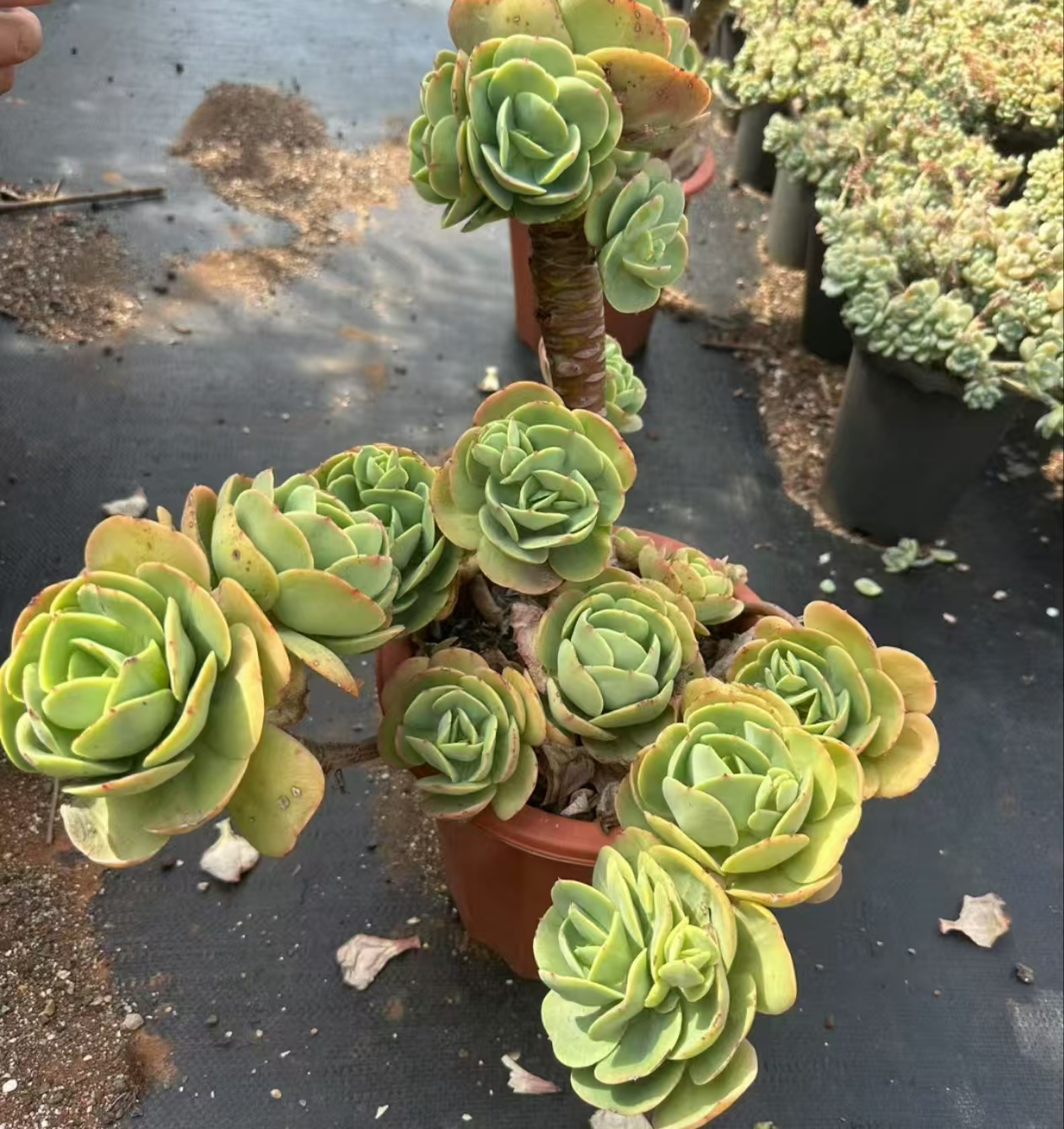 造型桩碧桃新手好养绿植园艺种植多肉办公室