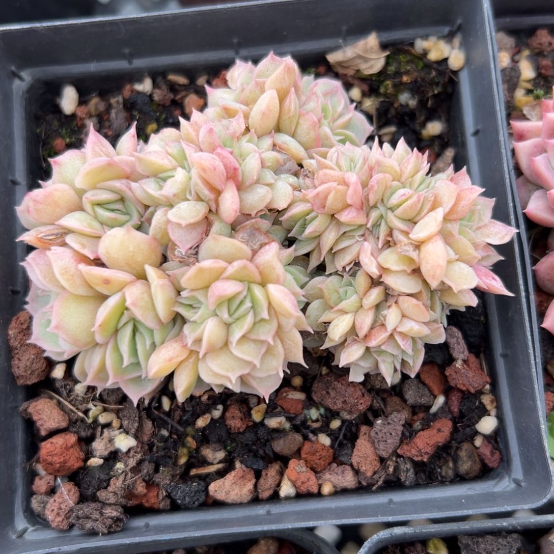 昂斯洛缀精控多肉一物一拍