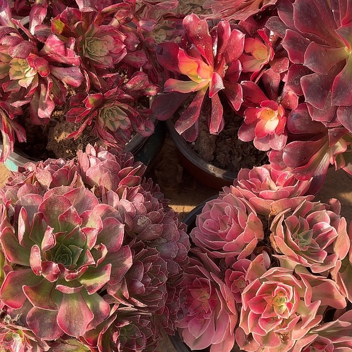 红色套餐4颗组合脱土