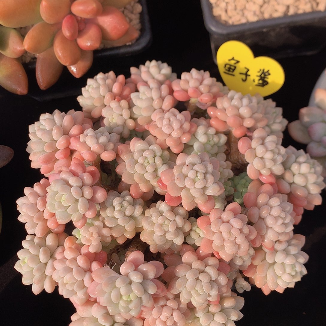 鱼籽酱多肉一物一拍