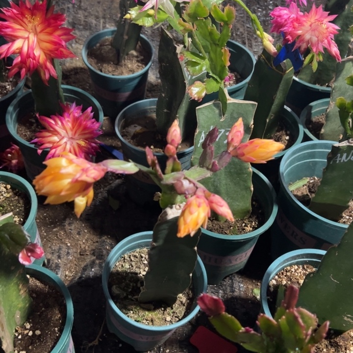 路***74号037黄色重瓣888888