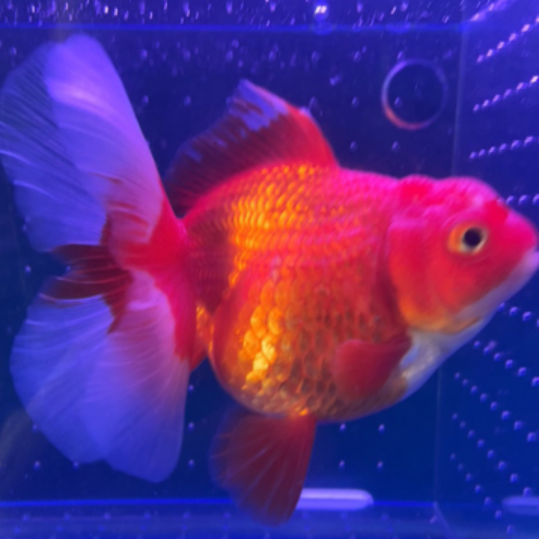 精品泰狮2条（6-8cm）颜色随机发
