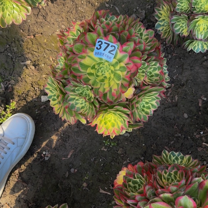 海王花27-12包邮