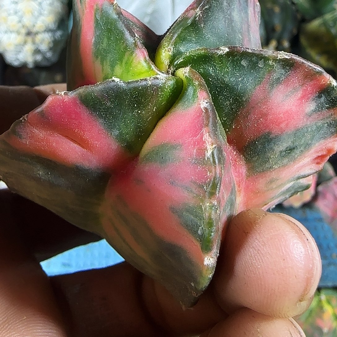 酸***哥鸾锦196仙人球开花了