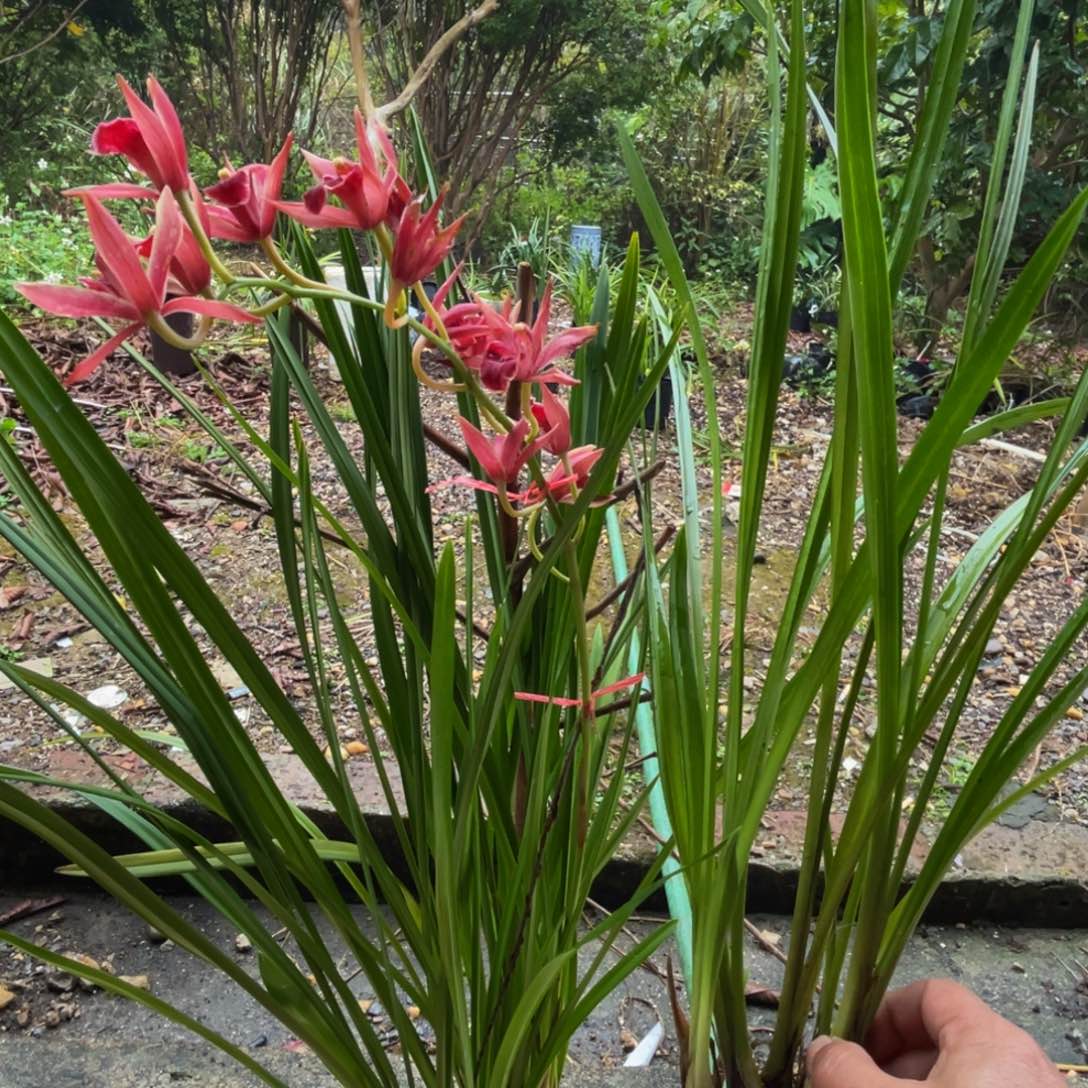 全部花苞兰花精品，精品兰花