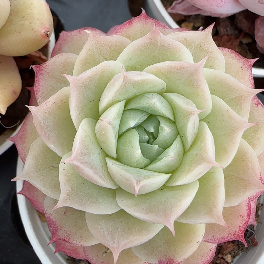 花语逸镜0225-257