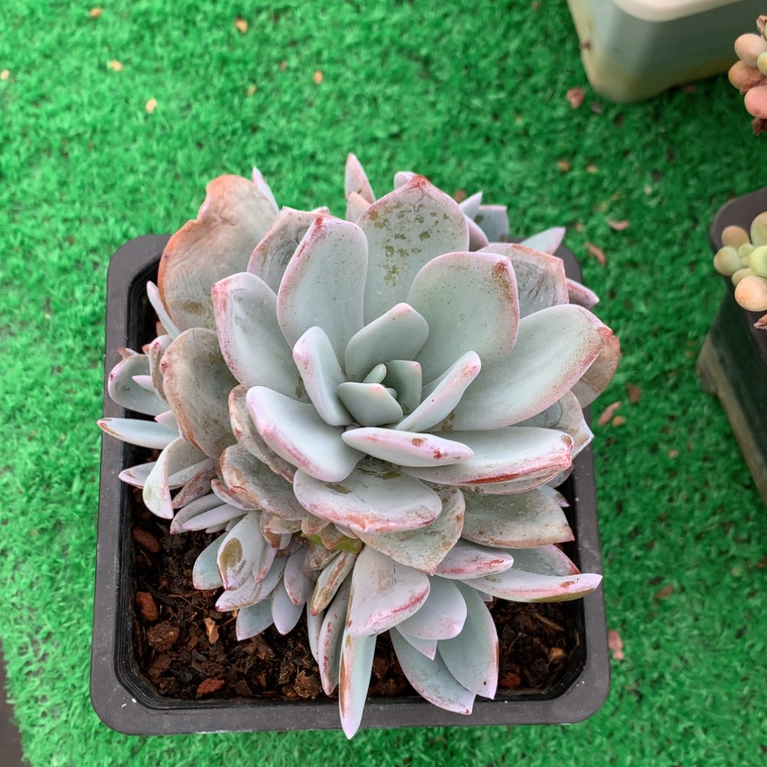 奶茶捧花10头一物一拍