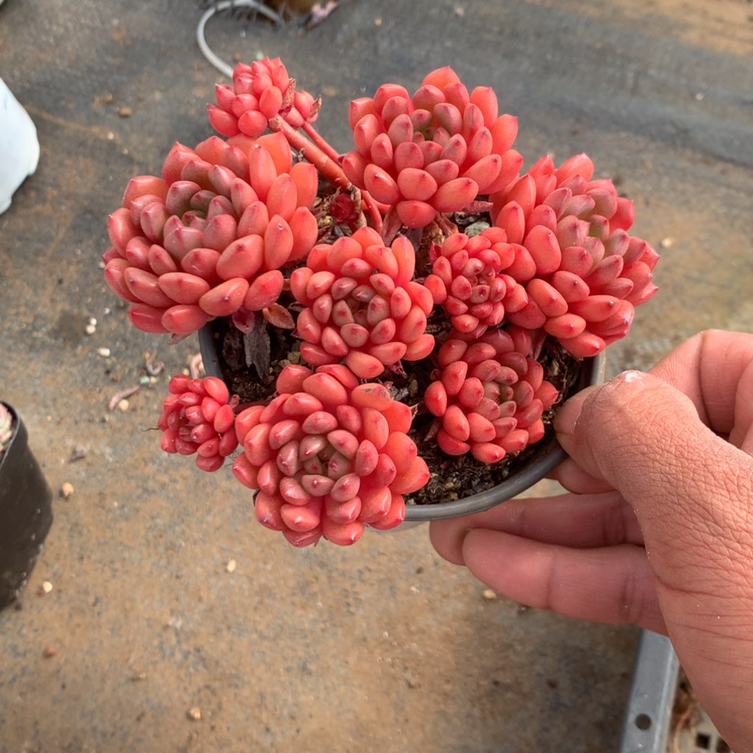 我不晓得咋搞诶噢啊