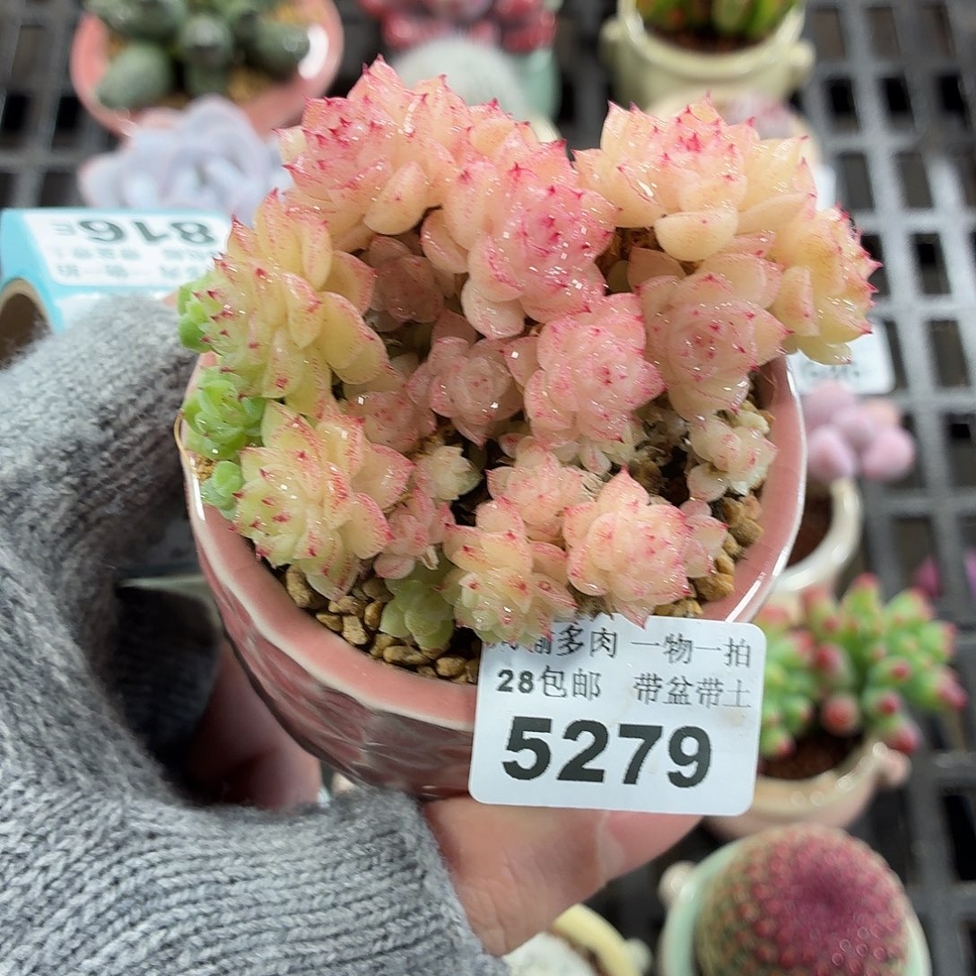 5厘米盆精控多肉5279