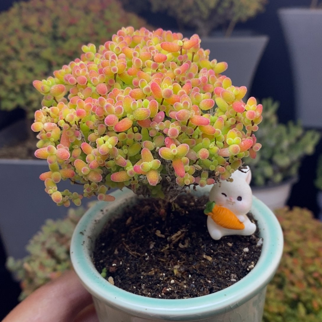 无花朵23号蜜橘糖球（带盆）