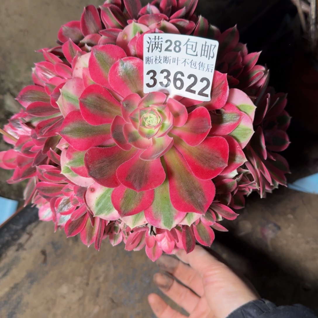 33622女巫有干吧不包断枝