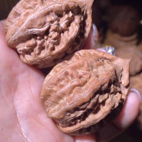 文玩核桃把件东北野生楸子小美117