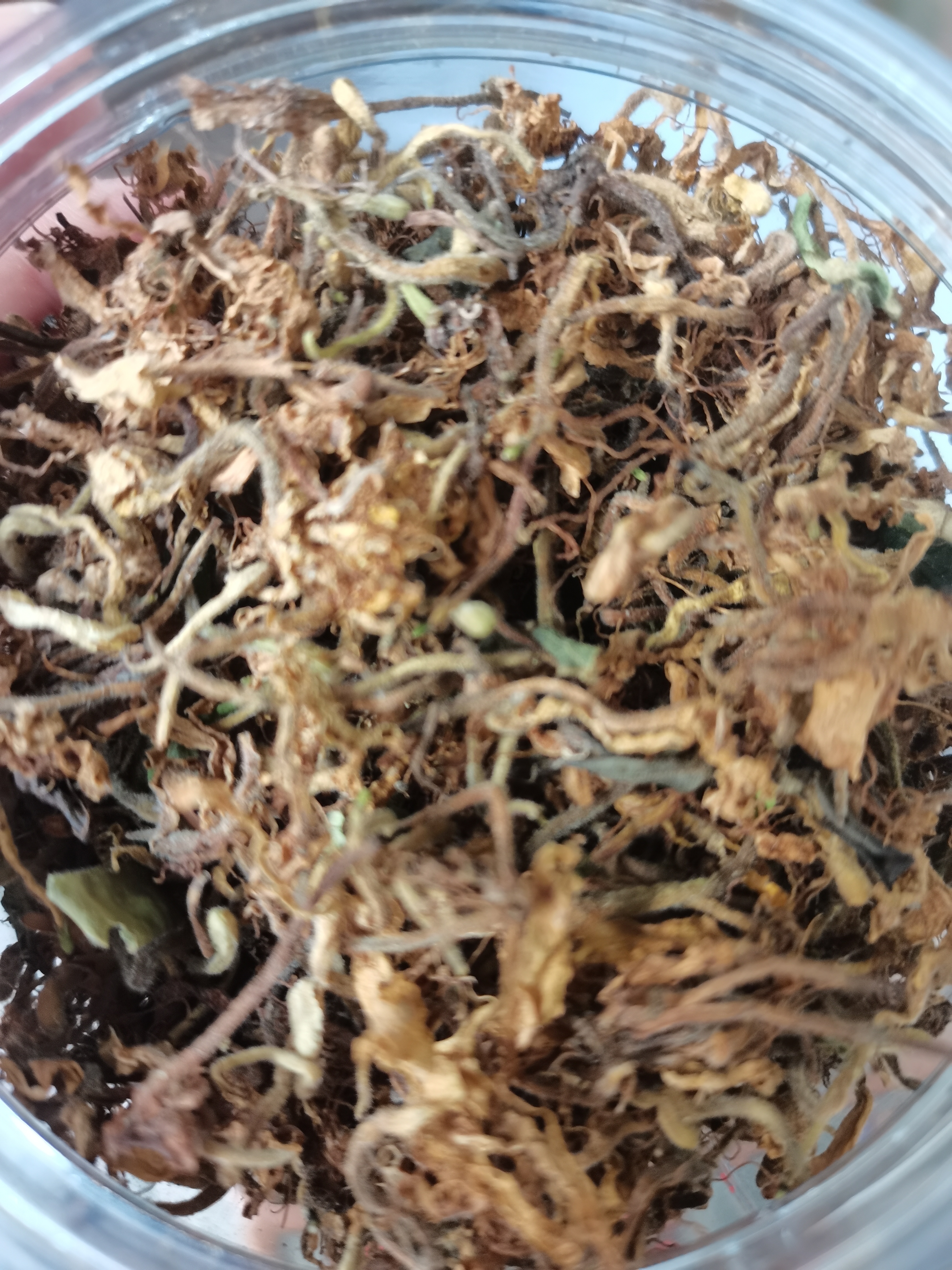 宠粉福利（金银花茶）
