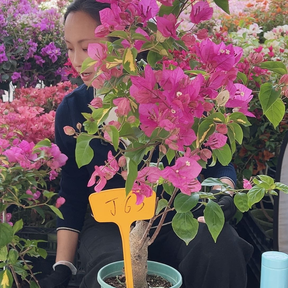 K***~大部分花苞少量开放J65金心双色
