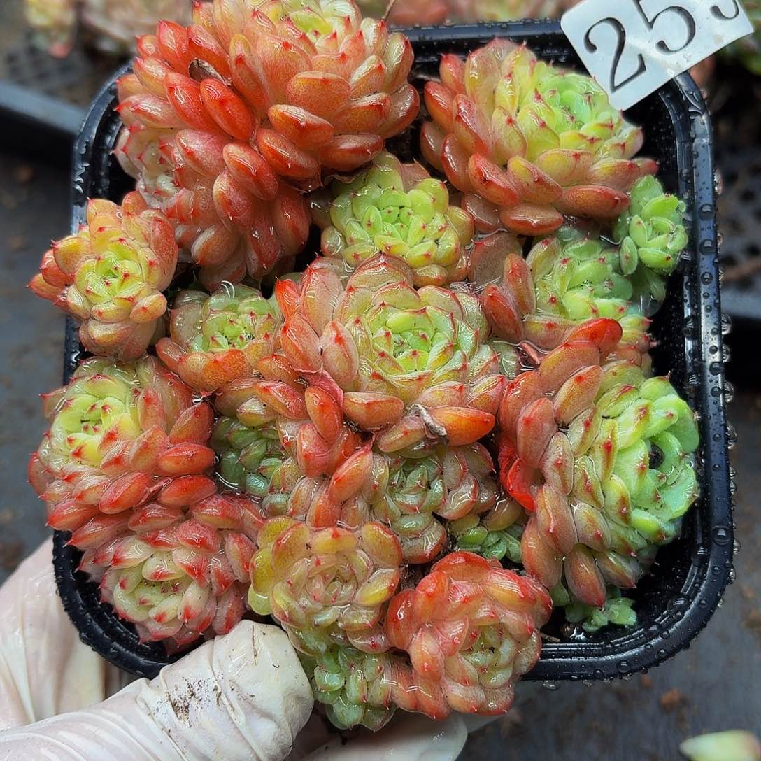 多肉植物多肉植物255