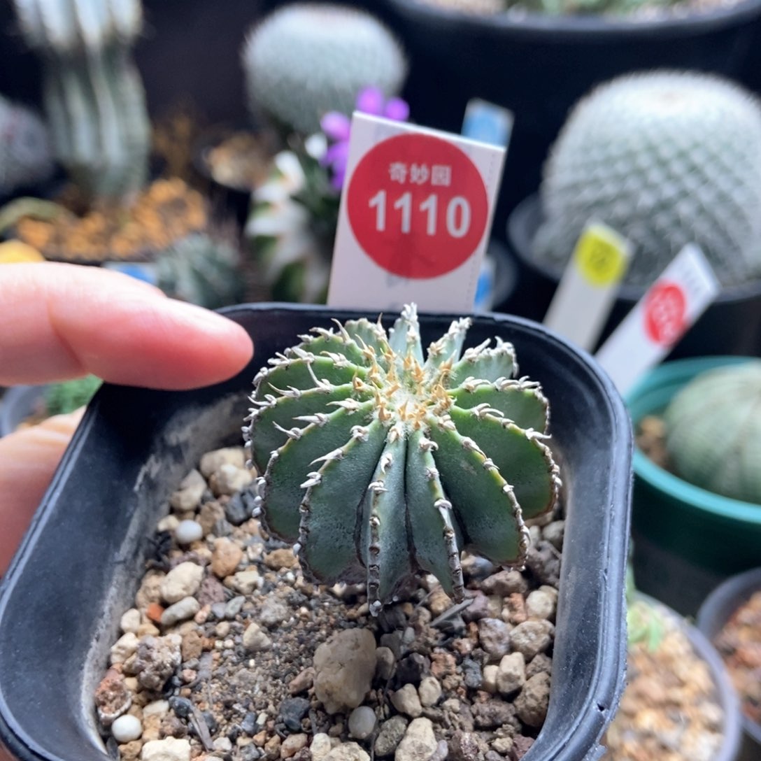 实生薄叶3.6cm一棵仙人球