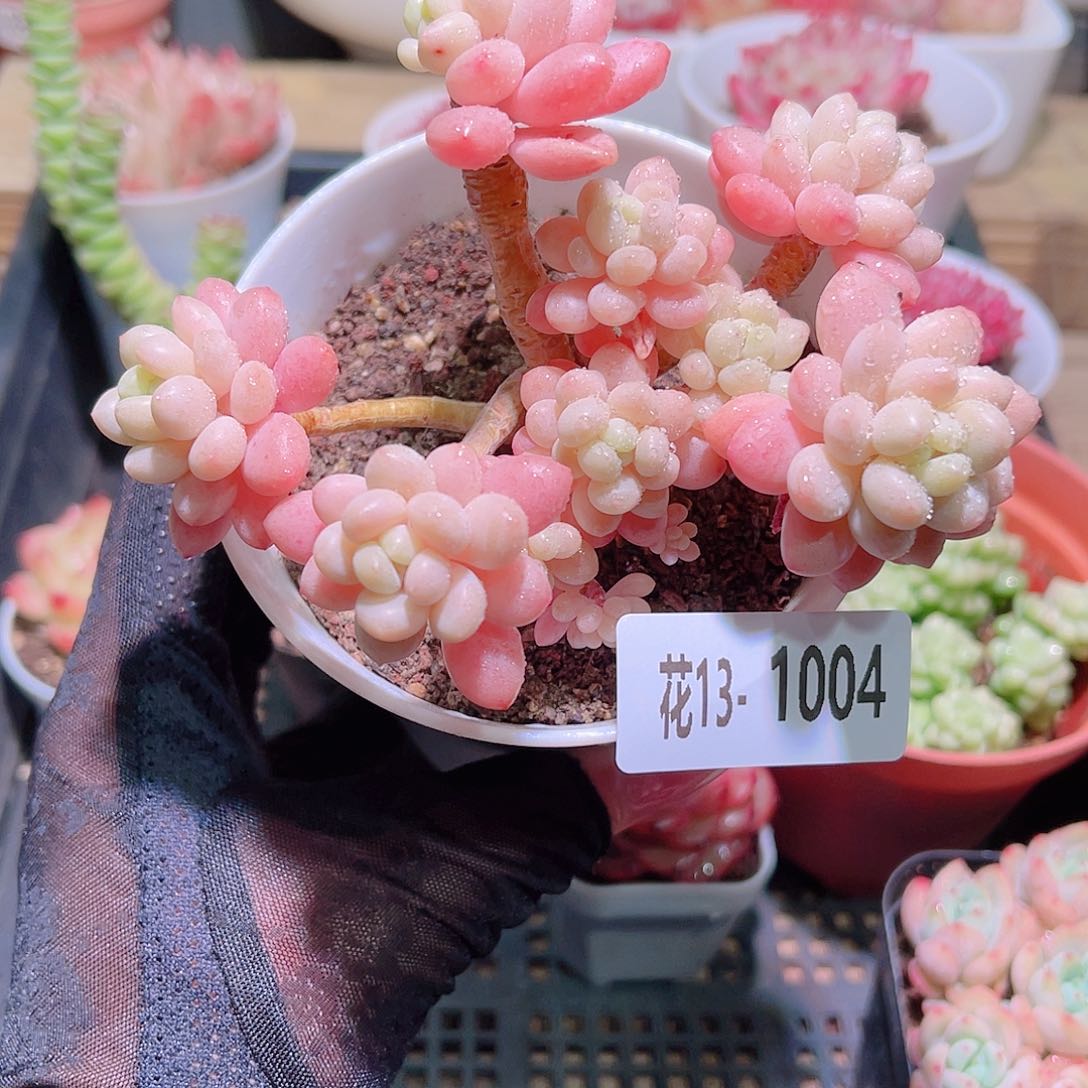 花利美13-1004洛可可