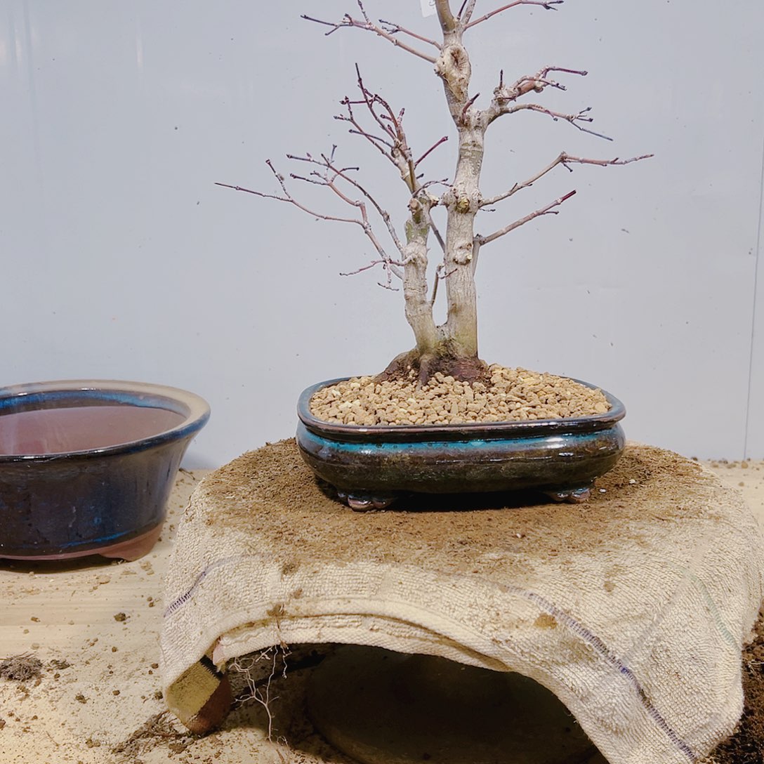 盆景皋月杜鹃3053那***月