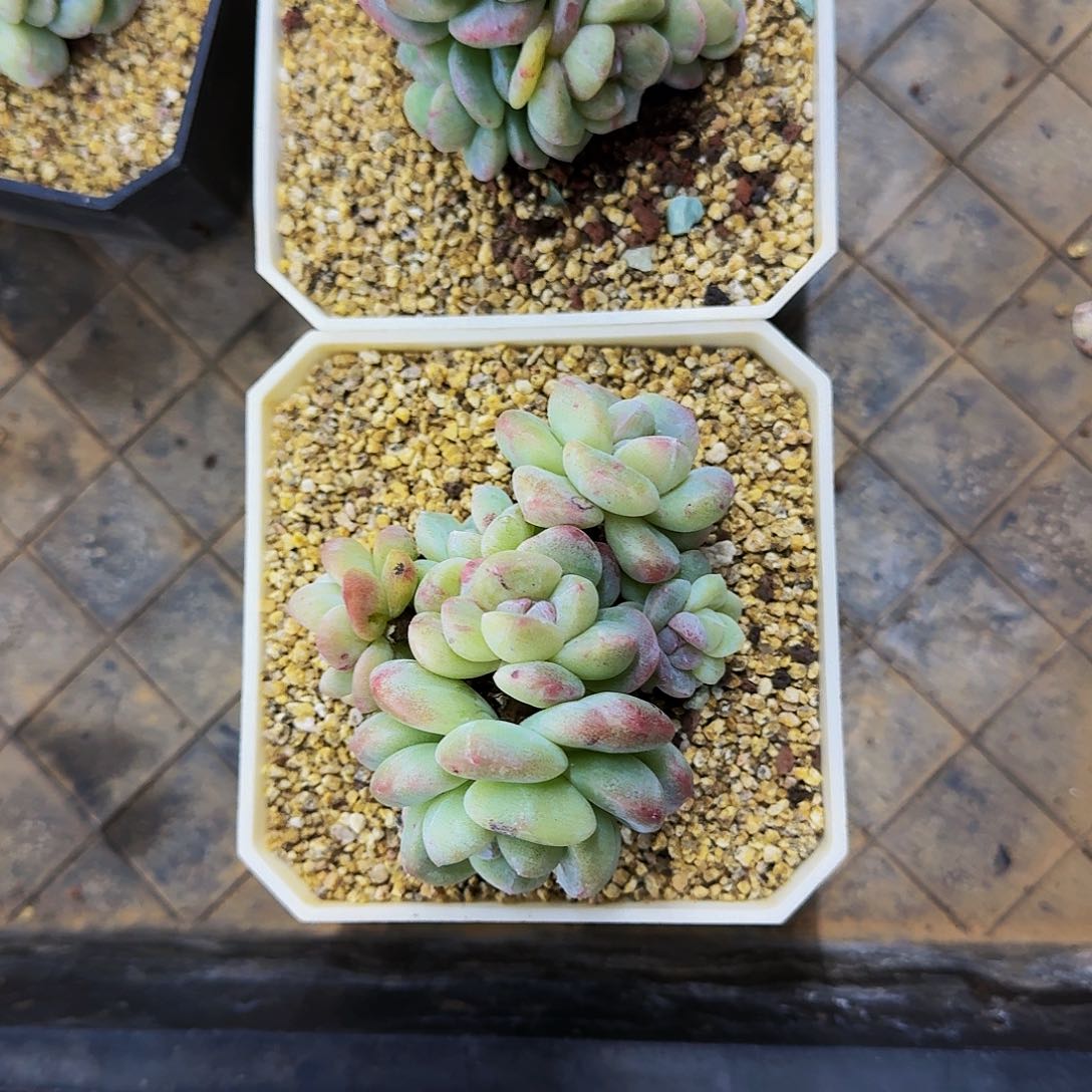 昆****师哈哈哈哈哈哈哈哈哈哈哈