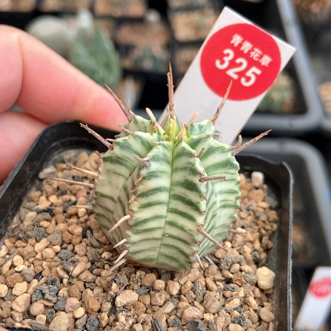 强刺斑马锦3.2cm