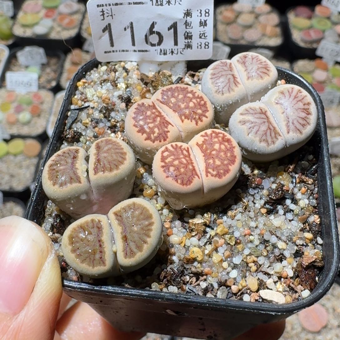 Sss精品系列清仓1161