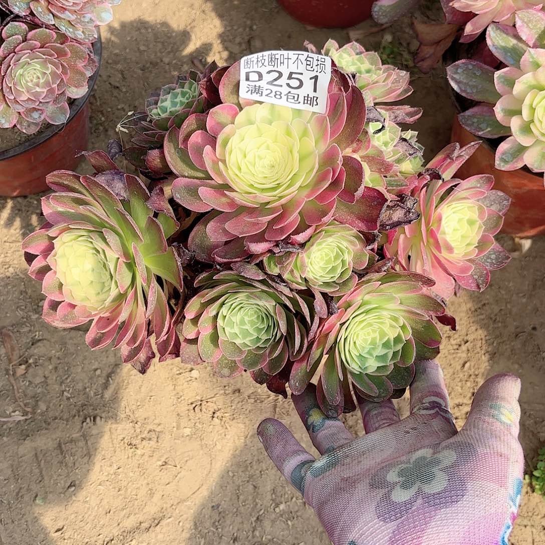 K. 251海王多肉111111