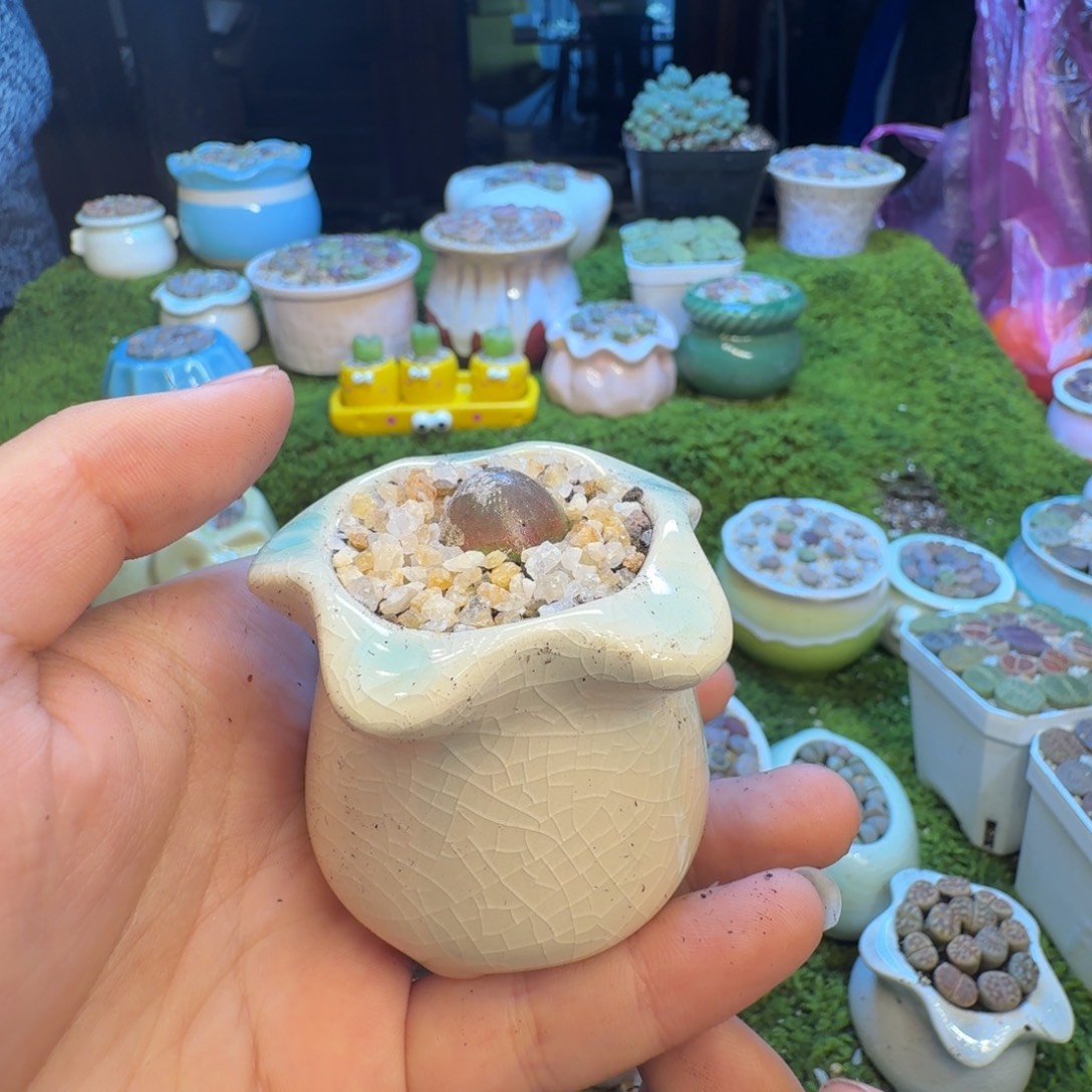 哈***猪多肉葡萄的季节930