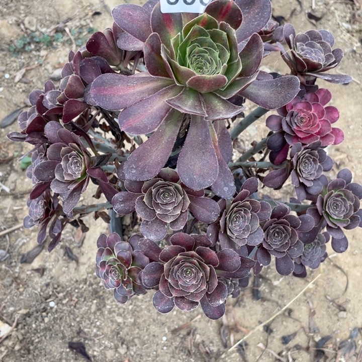 无花朵803多肉植物晚霞