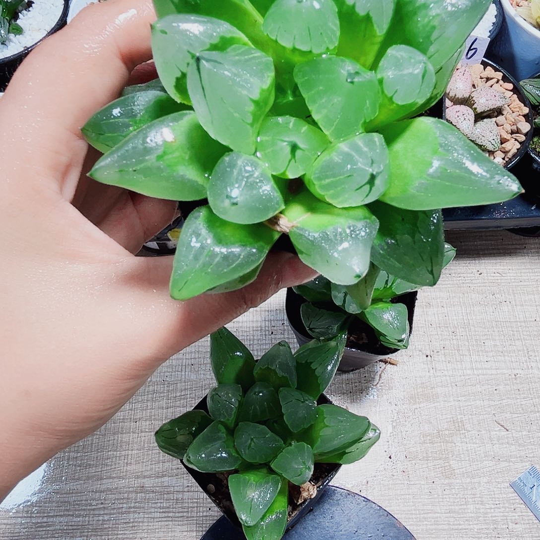 母本冰城寿多肉植物6666